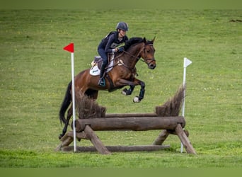 More ponies/small horses, Mare, 6 years, 15,1 hh, Bay