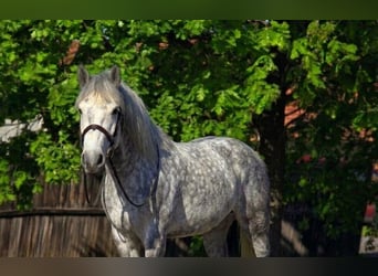 More ponies/small horses, Mare, 6 years, 15,1 hh, Grey-Dapple