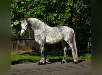 More ponies/small horses, Mare, 6 years, 15,1 hh, Grey-Dapple