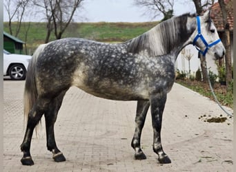 More ponies/small horses, Mare, 6 years, 15,1 hh, Grey-Dapple
