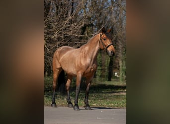 More ponies/small horses, Mare, 6 years, 15,1 hh, Roan-Red