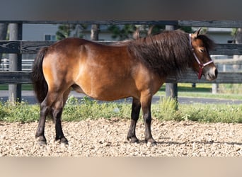 More ponies/small horses, Mare, 6 years, 8 hh, Bay