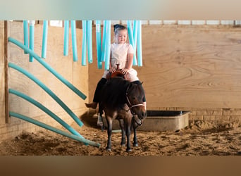 More ponies/small horses, Mare, 6 years, 8 hh, Bay