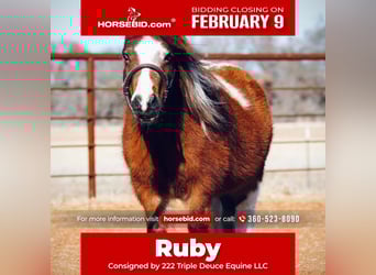 More ponies/small horses, Mare, 6 years, 8 hh, Pinto