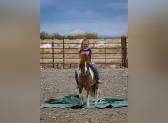 More ponies/small horses, Mare, 6 years, 9.1 hh, Tobiano-all-colors