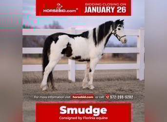 More ponies/small horses, Mare, 7 years, 11.2 hh, Pinto