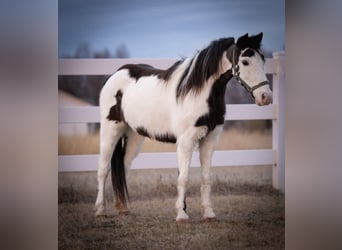 More ponies/small horses, Mare, 7 years, 11,2 hh, Pinto