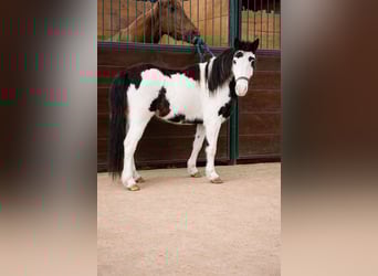 More ponies/small horses, Mare, 7 years, 11,2 hh, Pinto