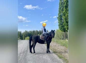 More ponies/small horses, Mare, 7 years, 12.2 hh, Black