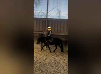 More ponies/small horses, Mare, 7 years, 12,2 hh, Black