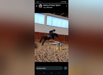 More ponies/small horses, Mare, 7 years, 13.2 hh, Black