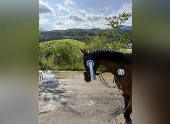 More ponies/small horses, Mare, 7 years, 13.2 hh, Brown