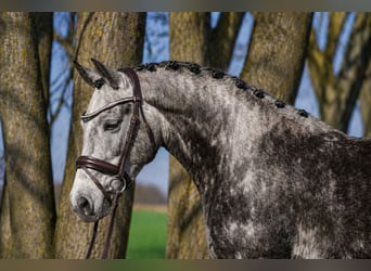 More ponies/small horses, Mare, 7 years, 13.2 hh, Grey