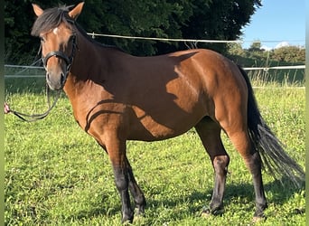 More ponies/small horses, Mare, 7 years, 13,1 hh, Brown