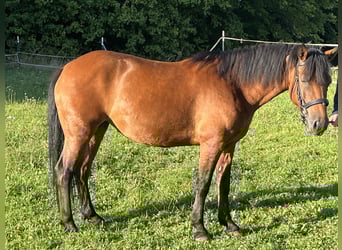 More ponies/small horses, Mare, 7 years, 13,1 hh, Brown