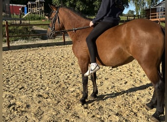 More ponies/small horses, Mare, 7 years, 13,1 hh, Brown