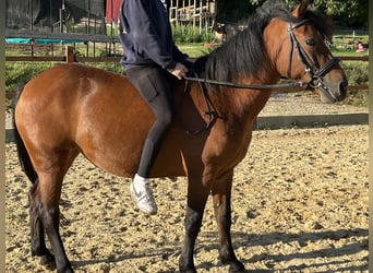 More ponies/small horses, Mare, 7 years, 13,1 hh, Brown