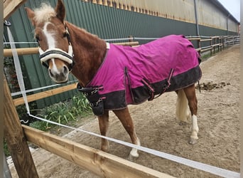 More ponies/small horses Mix, Mare, 7 years, 13,1 hh, Chestnut-Red