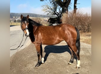 More ponies/small horses, Mare, 7 years, 13,3 hh, Brown