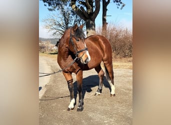 More ponies/small horses, Mare, 7 years, 13,3 hh, Brown