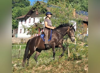 More ponies/small horses, Mare, 7 years, 14.1 hh, Bay-Dark