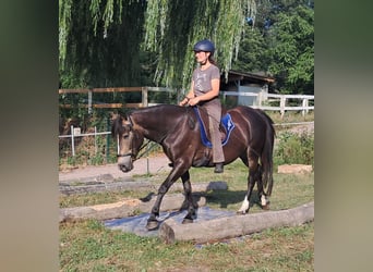 More ponies/small horses, Mare, 7 years, 14.1 hh, Bay-Dark