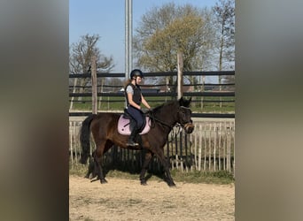 More ponies/small horses, Mare, 7 years, 14.1 hh, Bay-Dark