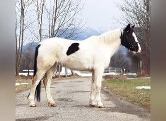 More ponies/small horses, Mare, 7 years, 14.1 hh, Pinto