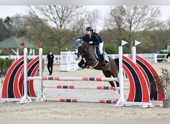 More ponies/small horses, Mare, 7 years, 14 hh, Chestnut
