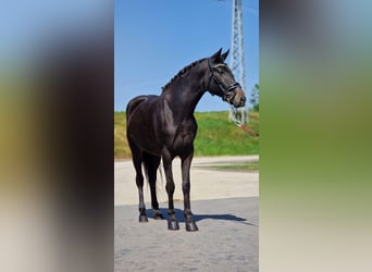 More ponies/small horses, Mare, 7 years, 14,1 hh, Bay-Dark