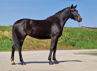 More ponies/small horses, Mare, 7 years, 14,1 hh, Bay-Dark