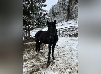 More ponies/small horses, Mare, 7 years, 14,1 hh, Black