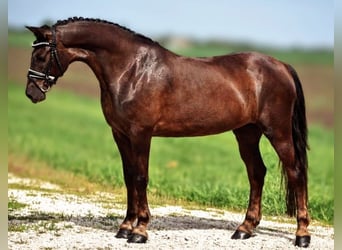 More ponies/small horses Mix, Mare, 7 years, 14,1 hh, Chestnut