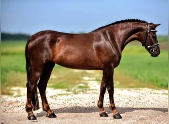 More ponies/small horses Mix, Mare, 7 years, 14,1 hh, Chestnut
