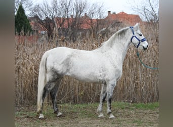 More ponies/small horses, Mare, 7 years, 14,1 hh, Grey