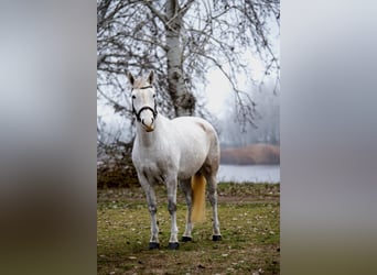 More ponies/small horses, Mare, 7 years, 14,1 hh, Grey