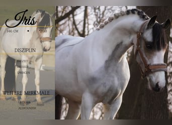 More ponies/small horses, Mare, 7 years, 14,1 hh, Pinto