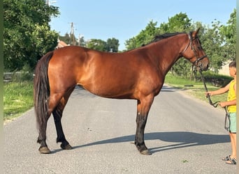 More ponies/small horses, Mare, 7 years, 14,2 hh, Brown