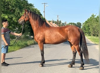 More ponies/small horses, Mare, 7 years, 14,2 hh, Brown