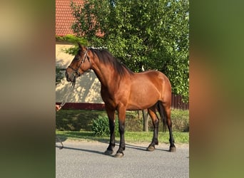 More ponies/small horses, Mare, 7 years, 14,2 hh, Brown