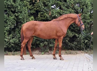 More ponies/small horses, Mare, 7 years, 14,2 hh, Chestnut-Red