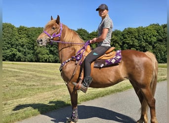More ponies/small horses, Mare, 7 years, 14,2 hh, Chestnut-Red
