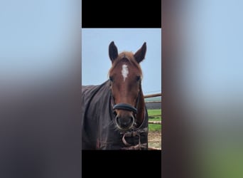 More ponies/small horses, Mare, 7 years, 15 hh, Chestnut