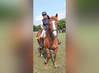 More ponies/small horses, Mare, 7 years, 15 hh, Chestnut-Red