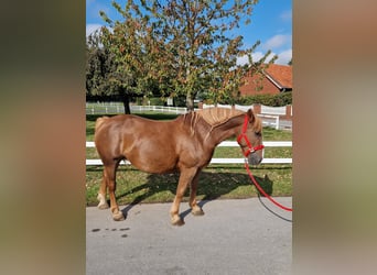 More ponies/small horses, Mare, 7 years, 15 hh, Chestnut-Red