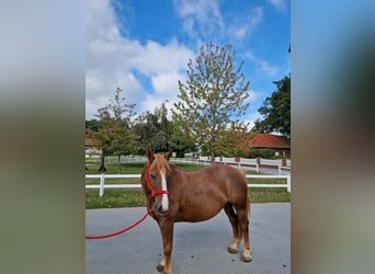 More ponies/small horses, Mare, 7 years, 15 hh, Chestnut-Red