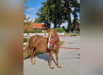 More ponies/small horses, Mare, 7 years, 15 hh, Chestnut-Red