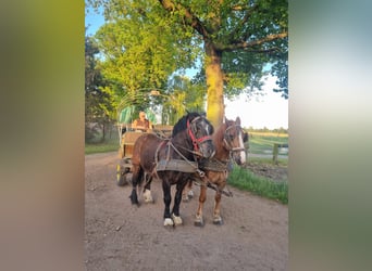 More ponies/small horses, Mare, 7 years, 15 hh, Chestnut-Red