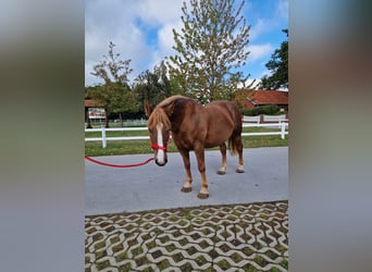 More ponies/small horses, Mare, 7 years, 15 hh, Chestnut-Red