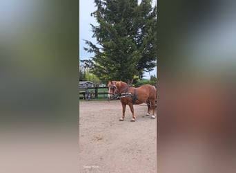 More ponies/small horses, Mare, 7 years, 15 hh, Chestnut-Red